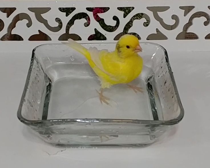 canary bath